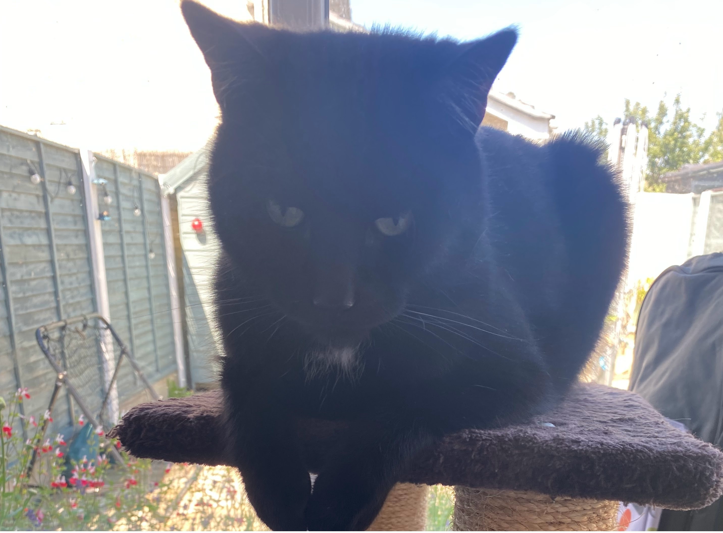 Bagheera